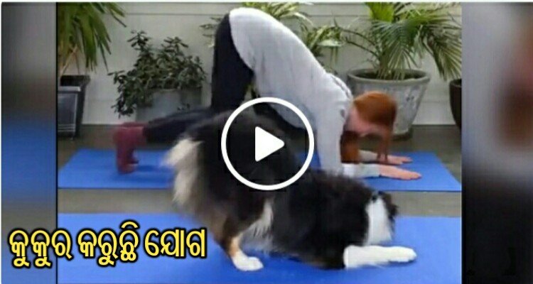 Adorable dog practicing yoga with owner, Watch Dog Yoga Video